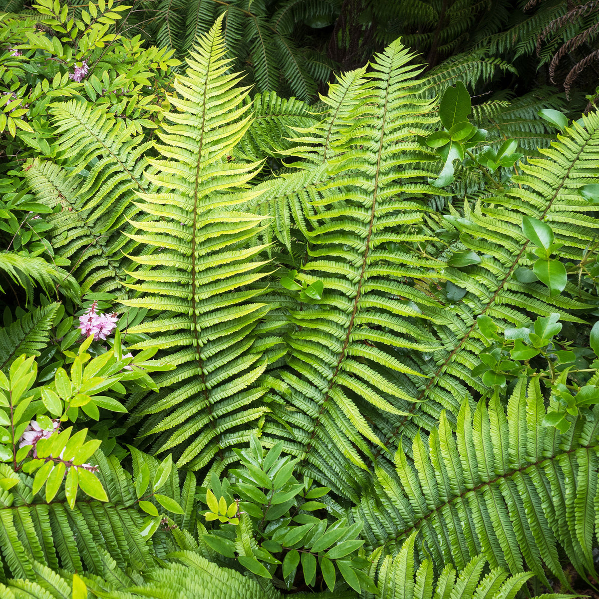 Dryopteris wallichiana - Zwarteschubvaren - Varens