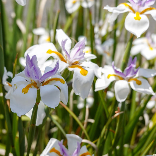 Afrikaanse iris - Bakker