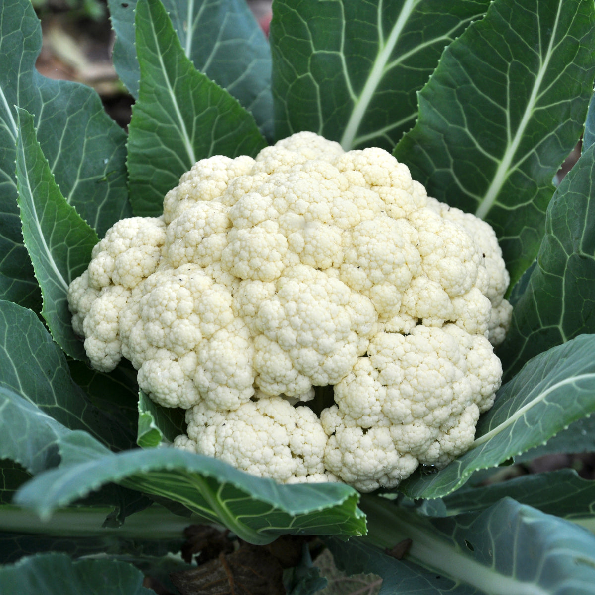 Bloemkool Novia F1 - Bakker