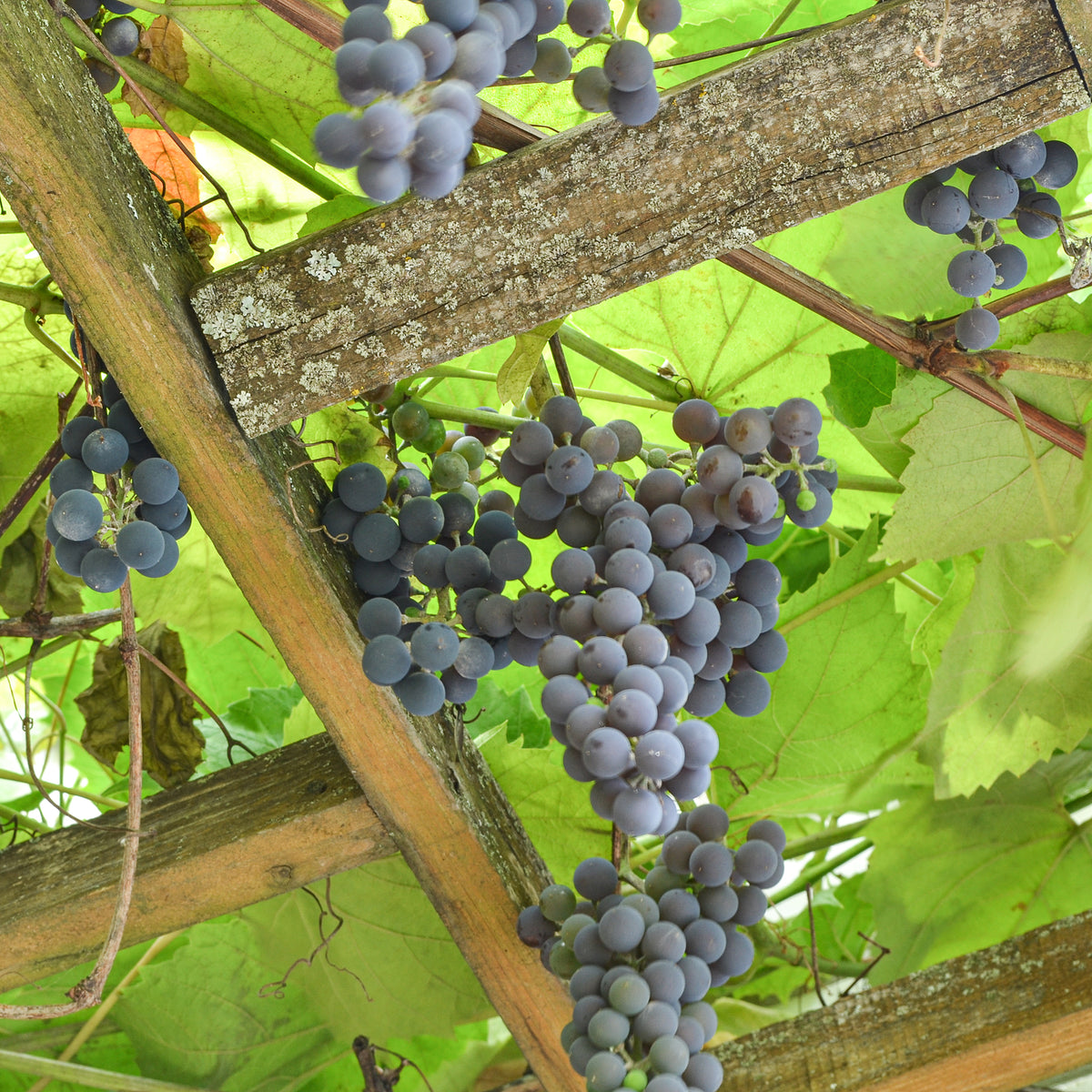 Druif Isabella - Vitis vinifera Isabella - Bakker