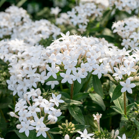 Witte pentas - Egyptische sterbloem - Bakker