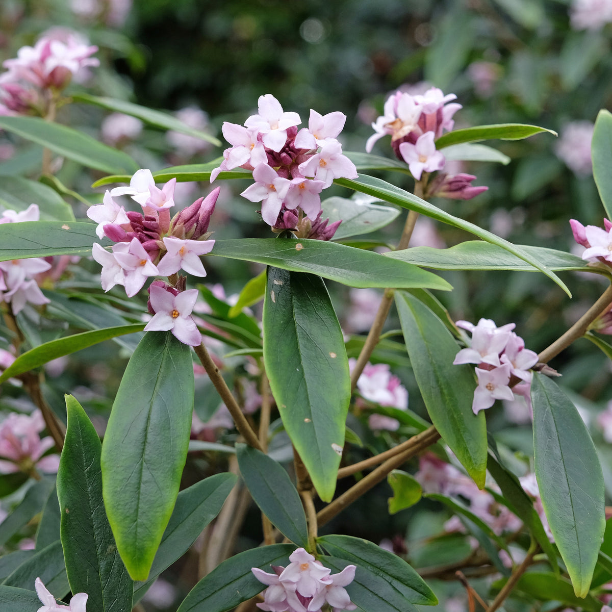 Daphne bholua Spring Beauty® - Daphne Spring beauty - Bloeiende heesters