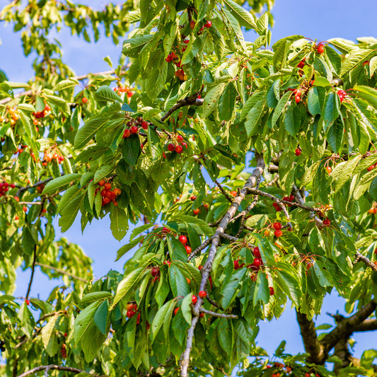 Kersenboom Büttners Rode Kriek - Bakker