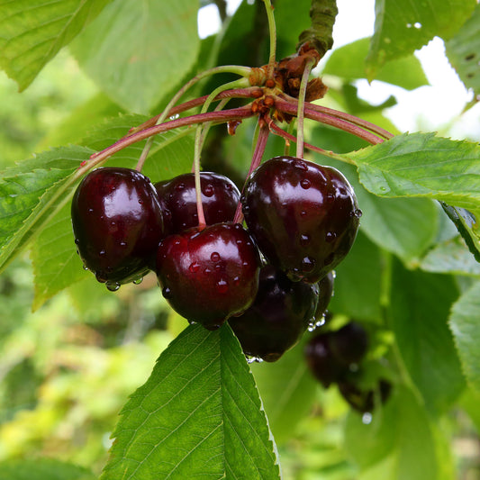 Kersenboom Grote Zwarte Kriek - Bakker