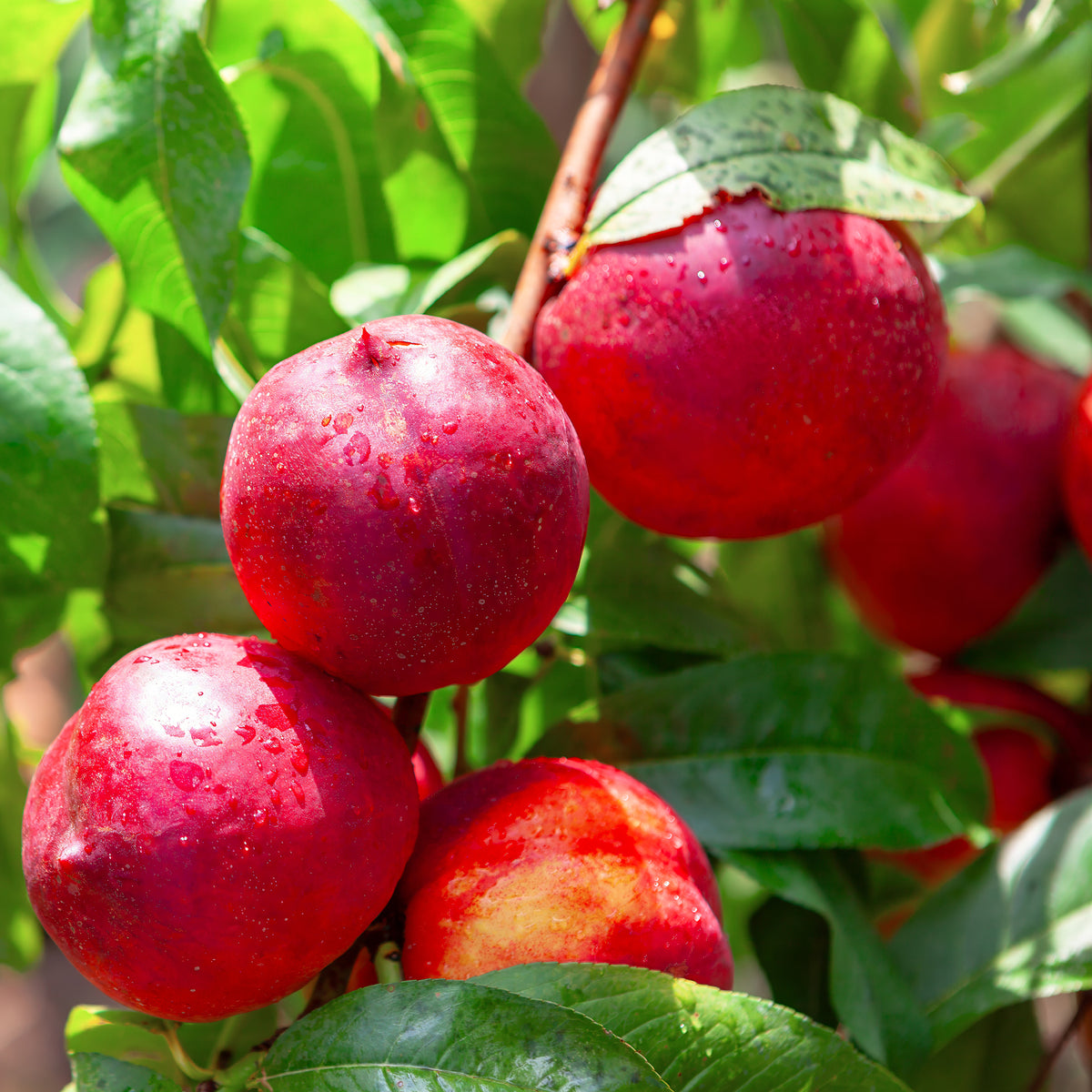 Nectarineboom Flavortop - Prunus persica nucipersica Flavor Top - Bakker