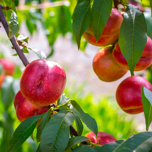 Nectarineboom Flavortop - Bakker