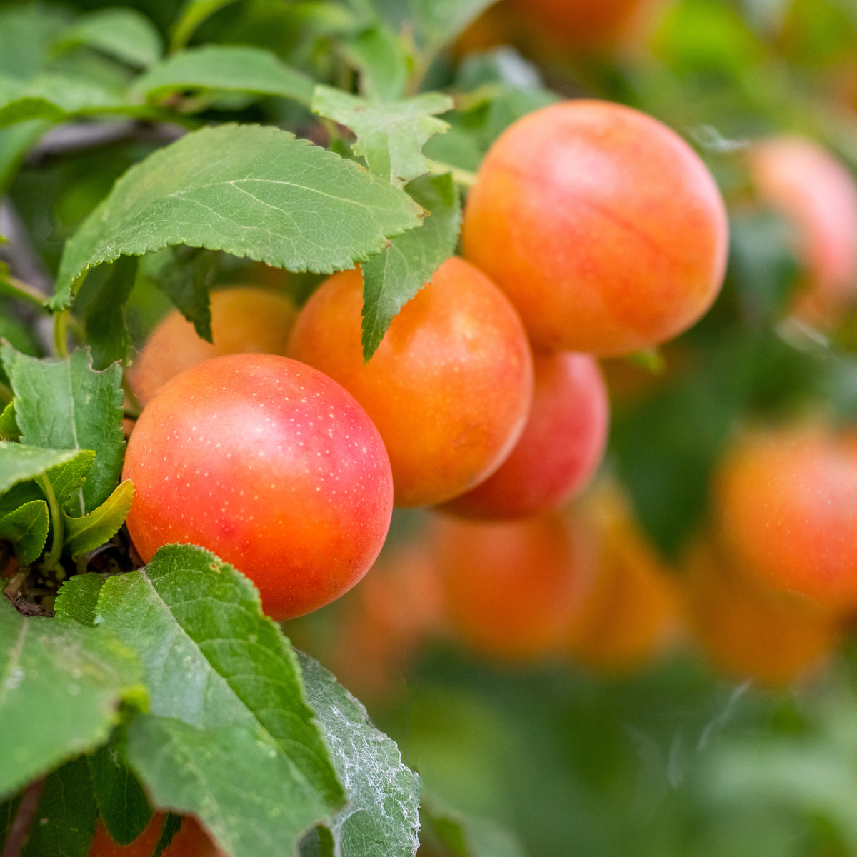 Pruimenboom Aprimira - Prunus domestica Aprimira - Bakker