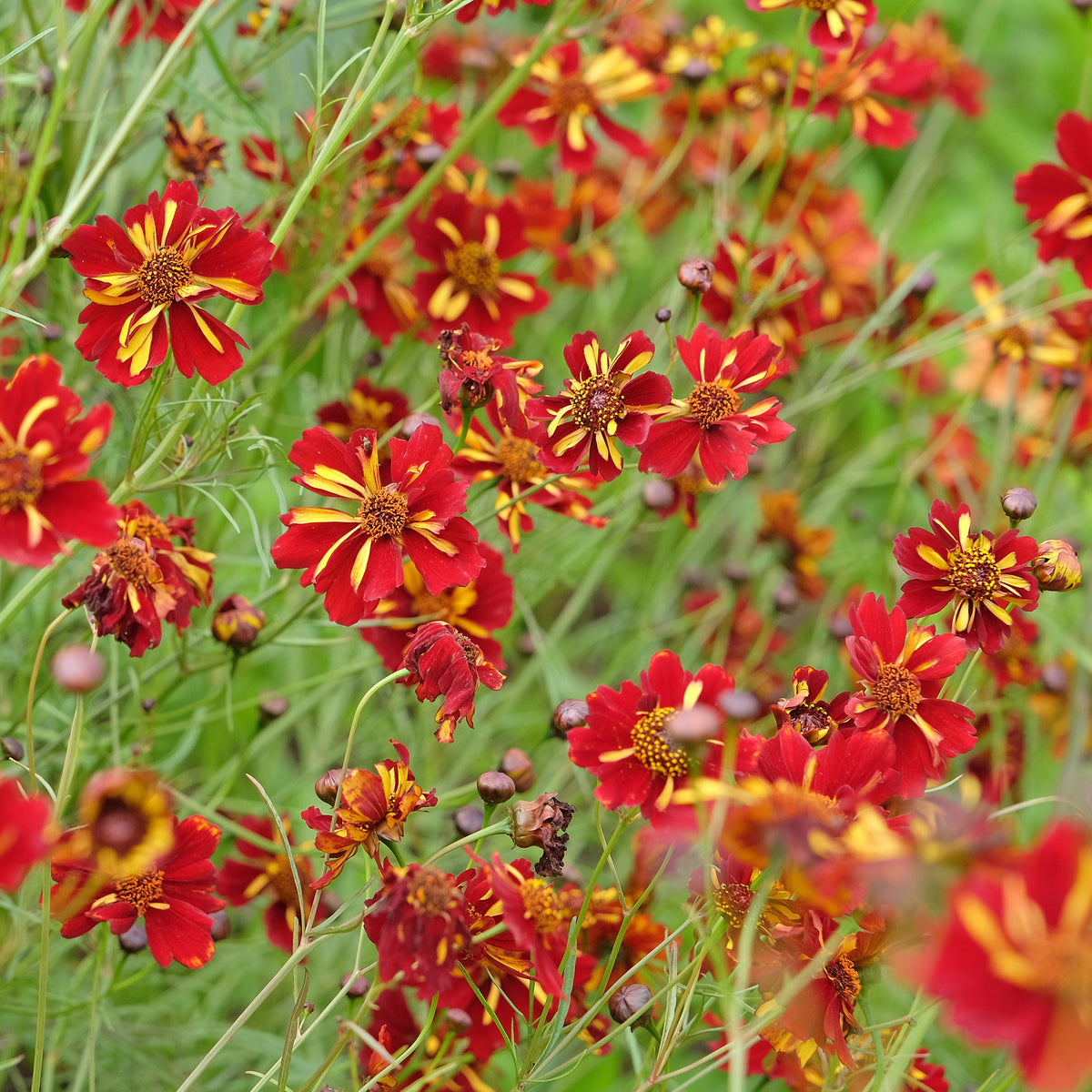 Coreopsis tinctoria Roulette - Meisjesogen Roulette - Bloemenzaden