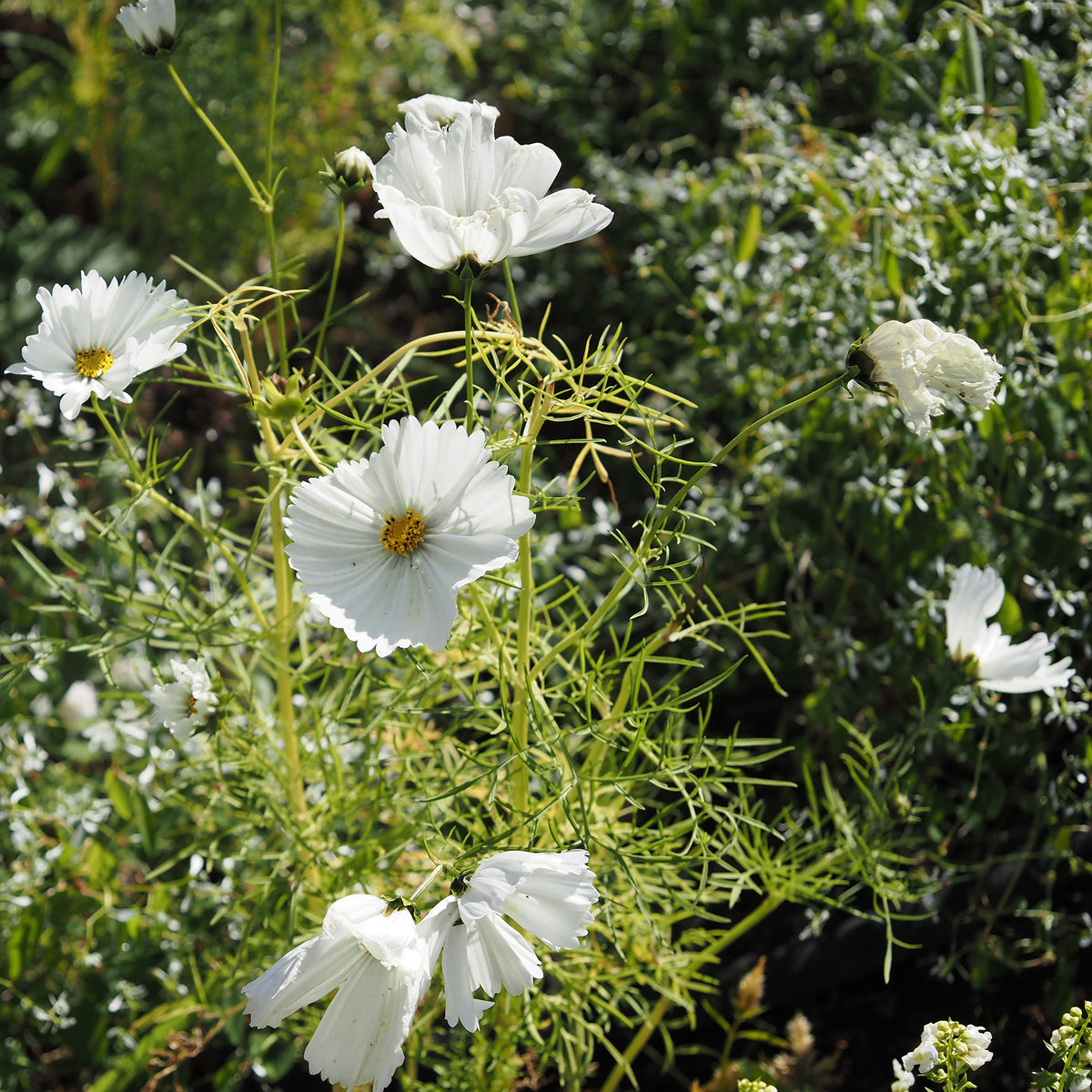 Eenjarige bloemzaden - Cosmos Cupcakes White - Cosmos bipinnatus Cupcakes White