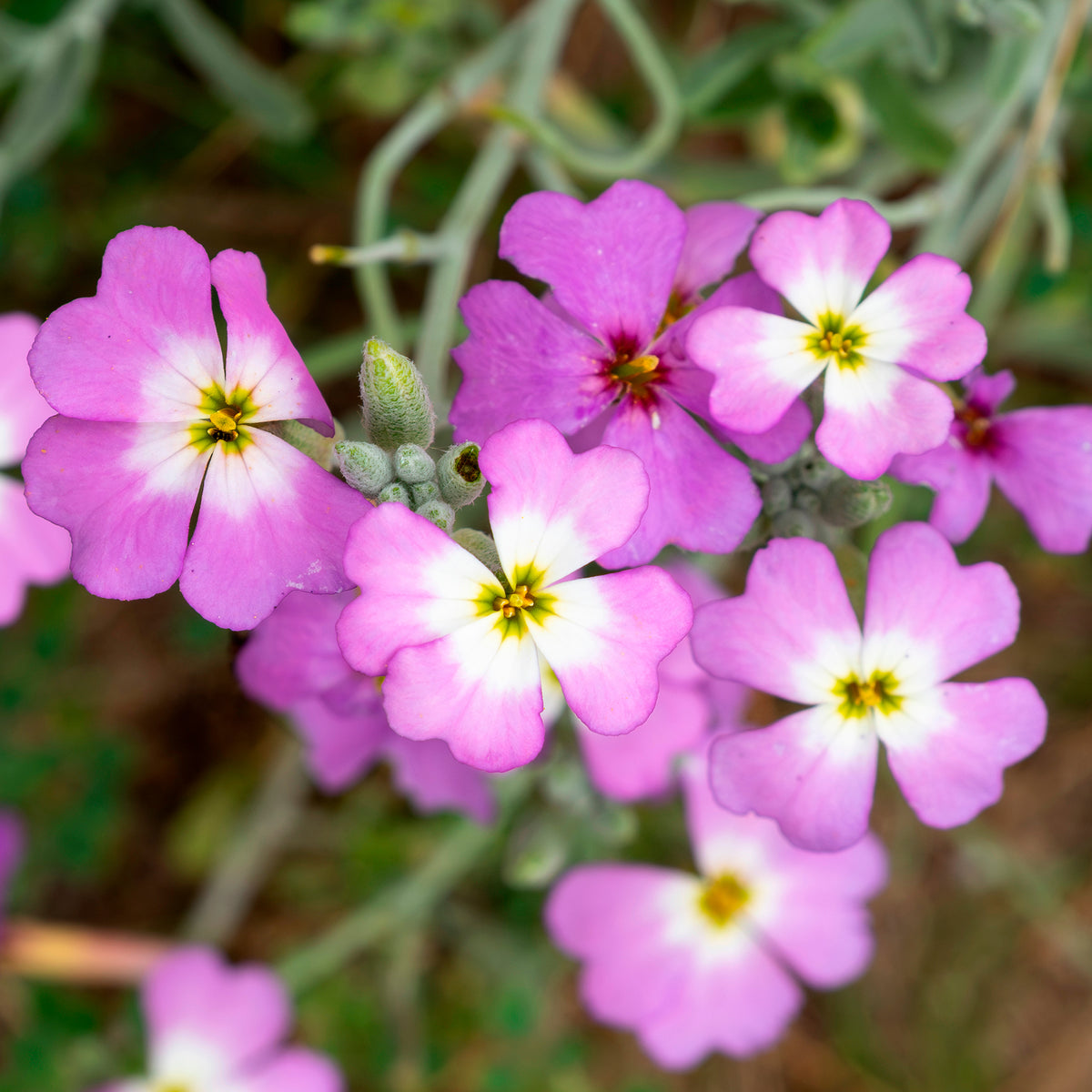 Strandviolier - Bakker
