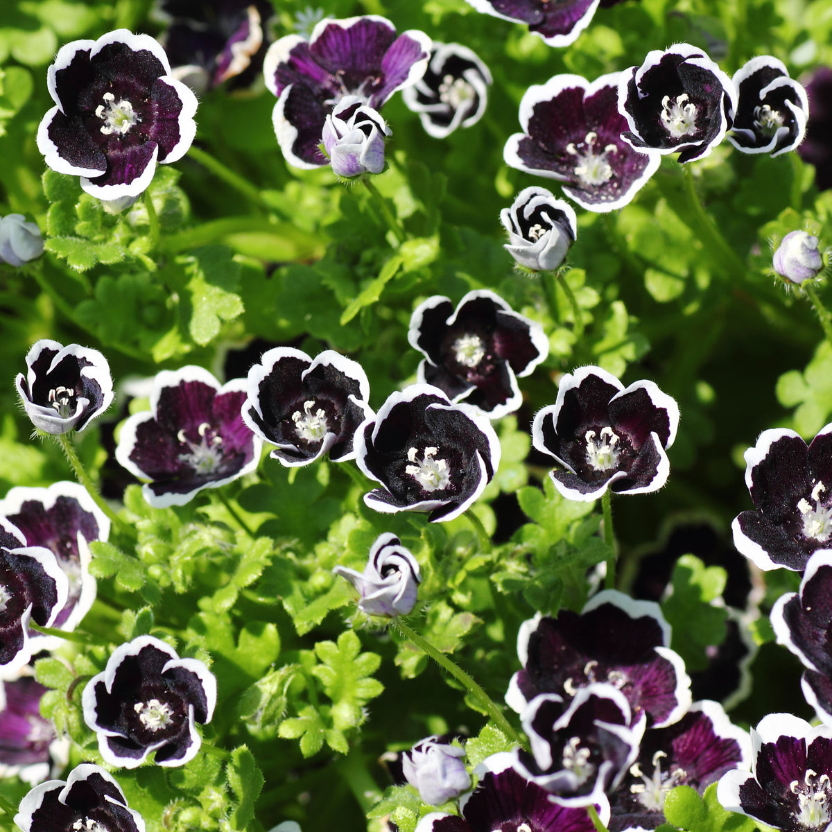 Bosliefje Penny Black - Bakker