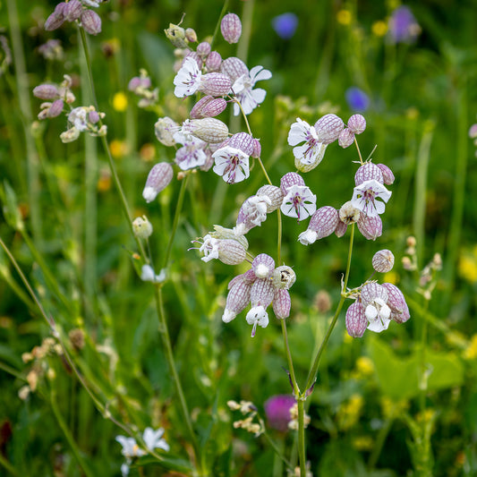 Blaassilene - Bakker