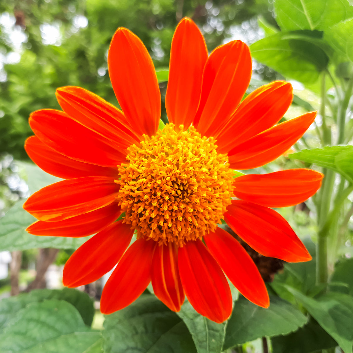 Mexicaanse zonnebloem Torch - Bakker