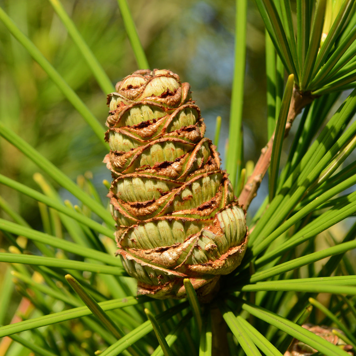 Sciadopitys verticillata - Japanse parasolden - Den