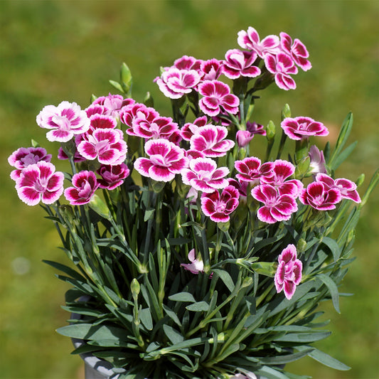 Anjer Pink Kisses - Bakker