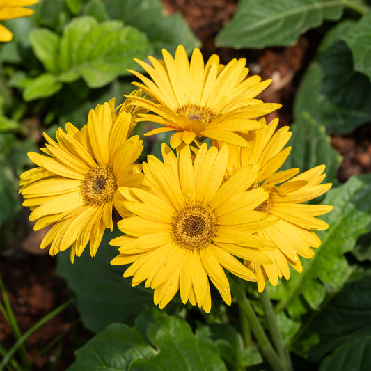 Gerbera geel - Bakker