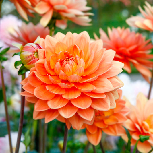 Dahlia oranje - Bakker