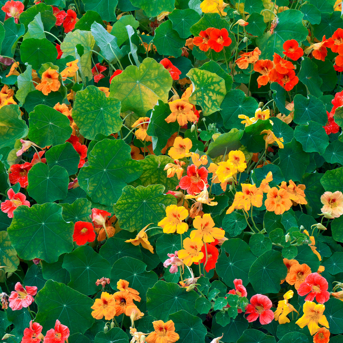 Gelbe Kapuzinerkresse - Tropaeolum majus - Bakker