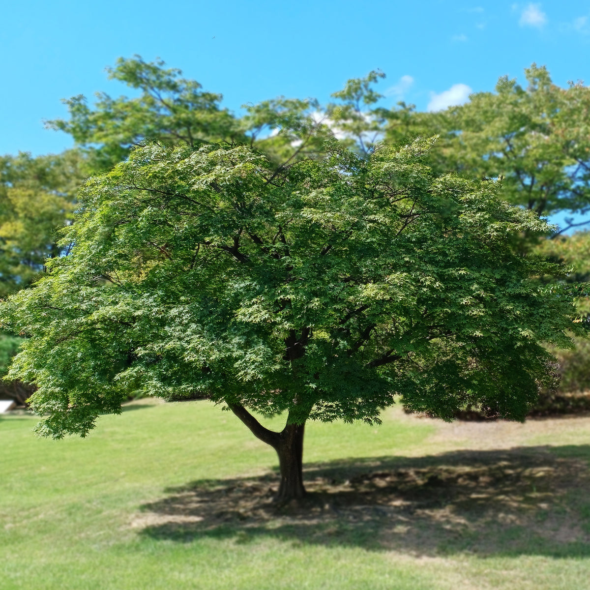 Japanse esdoorn - Acer palmatum - Bakker