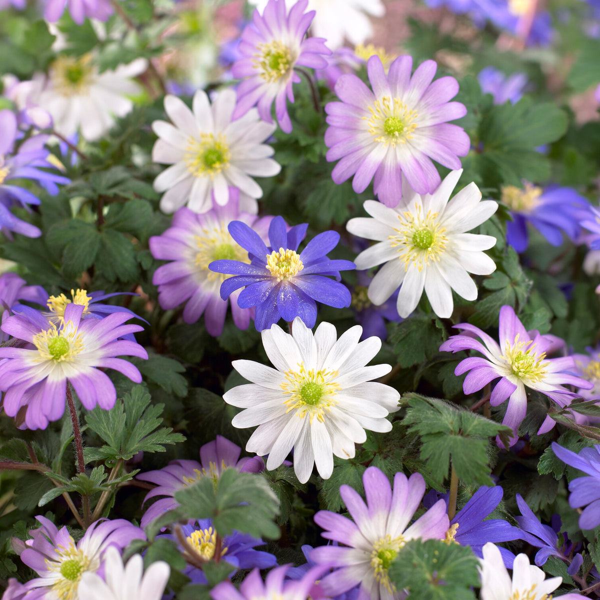 Oosterse Anemoon mix - Anemone blanda - Bakker