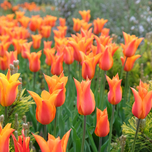Tulp Ballerina - Bakker