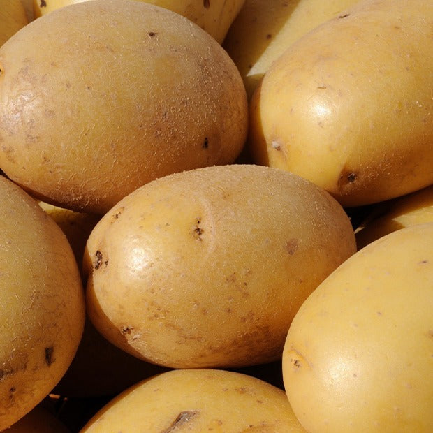 Aardappel 'Caesar' (x25) - Solanum tuberosum caesar - Bakker
