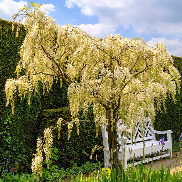 Verkoop Witte regen 'Alba'- op stam