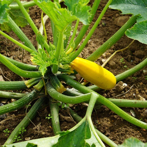 Courgette 'Soleil F1' - Cucurbita pepo soleil f1 - Bakker