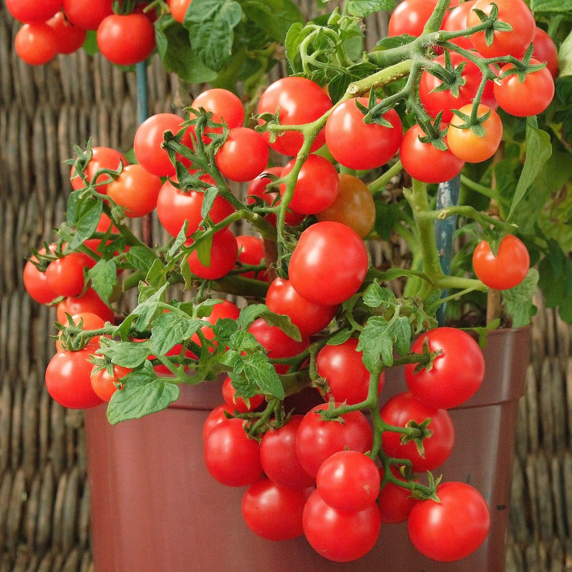 Zaden Cherrytomaat 'Minibel' - Lycopersicon lycopersicum minibel