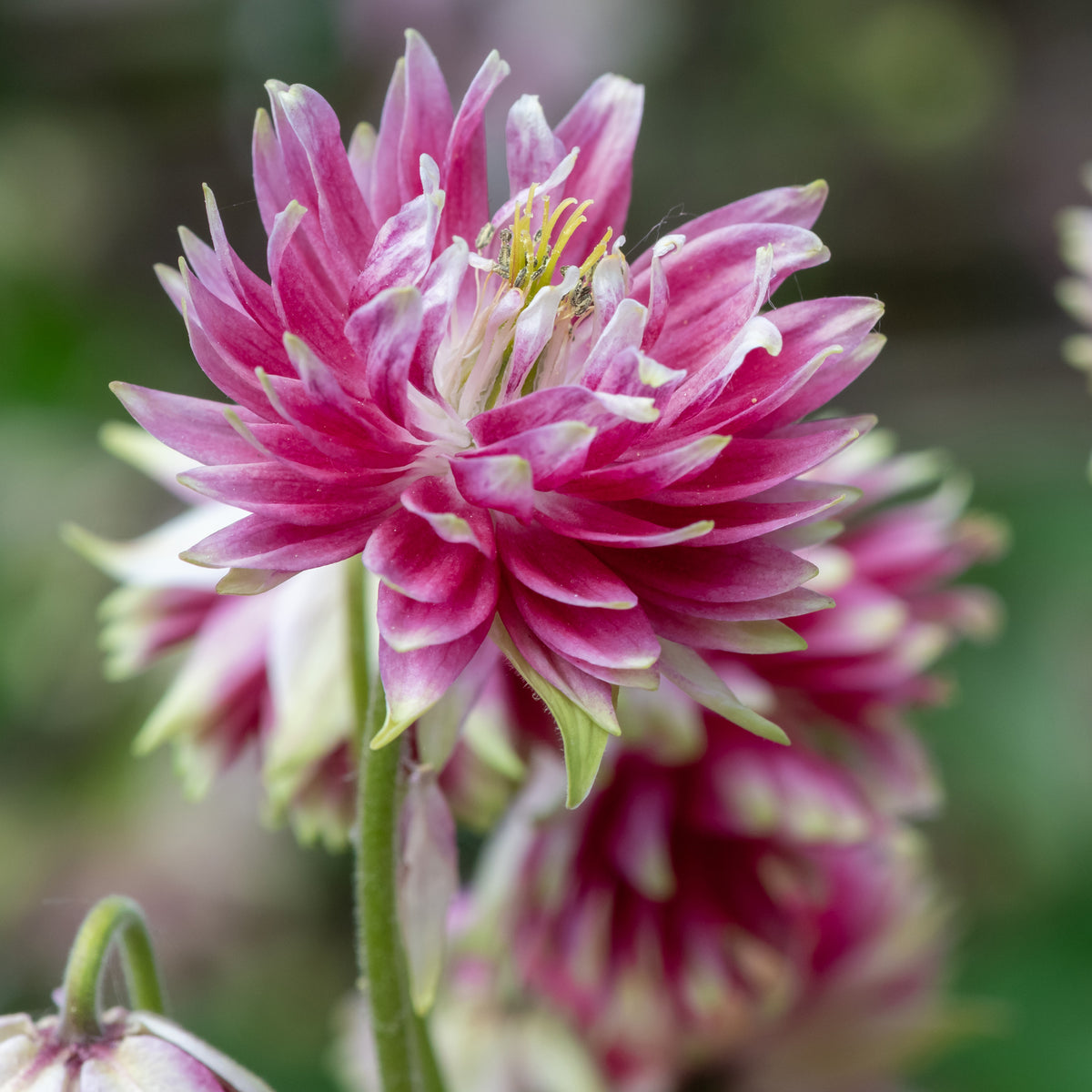 Akelei 'Nora Barlow' - Aquilegia Nora Barlow - Bakker