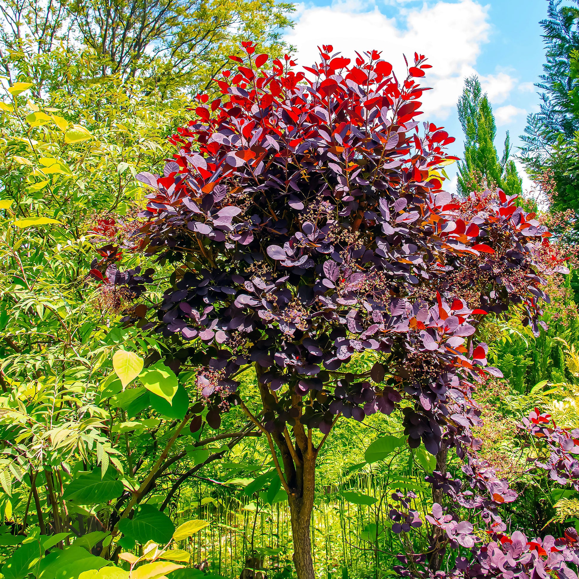 Cotinus coggygria royal purple - Pruikenboom 'Royal Purple' 3L pot 60 cm hoog - Bloeiende heesters