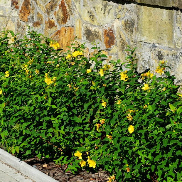 Hypericum hidcote - Hertshooi 'Hidcote' - Heesters