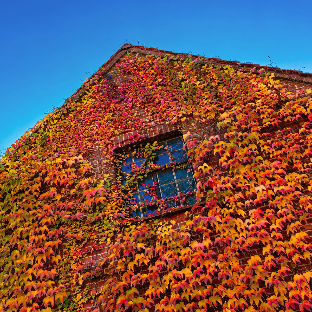 Klimplanten - Wilde wingerd - Parthenocissus tricuspidata Veitchii