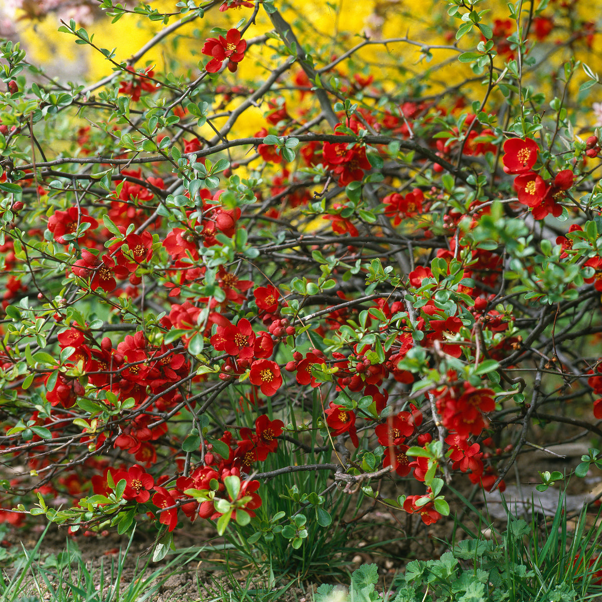 Japanse sierkwee 'Crimson and Gold' - Bakker