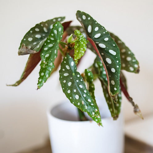 Gevlekte begonia - Begonia maculata - Bakker