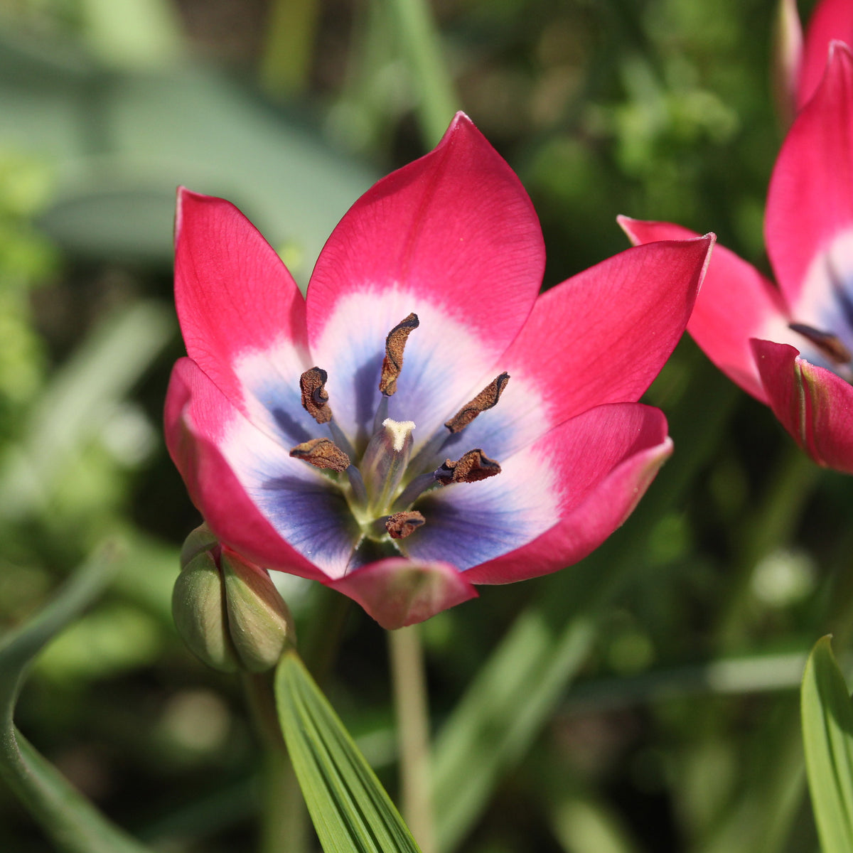10 Botanische tulpen Little Beauty - Bakker