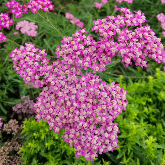 Duizendblad Mily Rock - Bakker