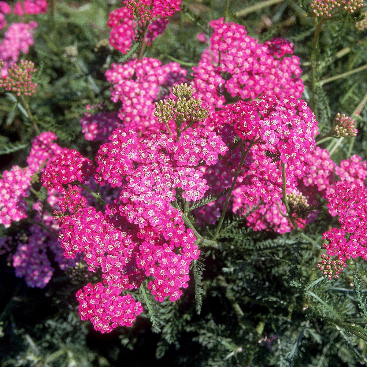 Duizendblad Mily Rock - achillea milleforlium Mily Rock - Bakker