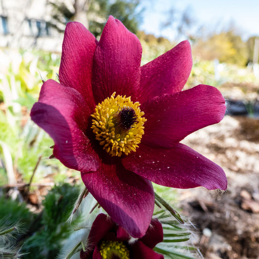 Rood Wildemanskruid - Bakker