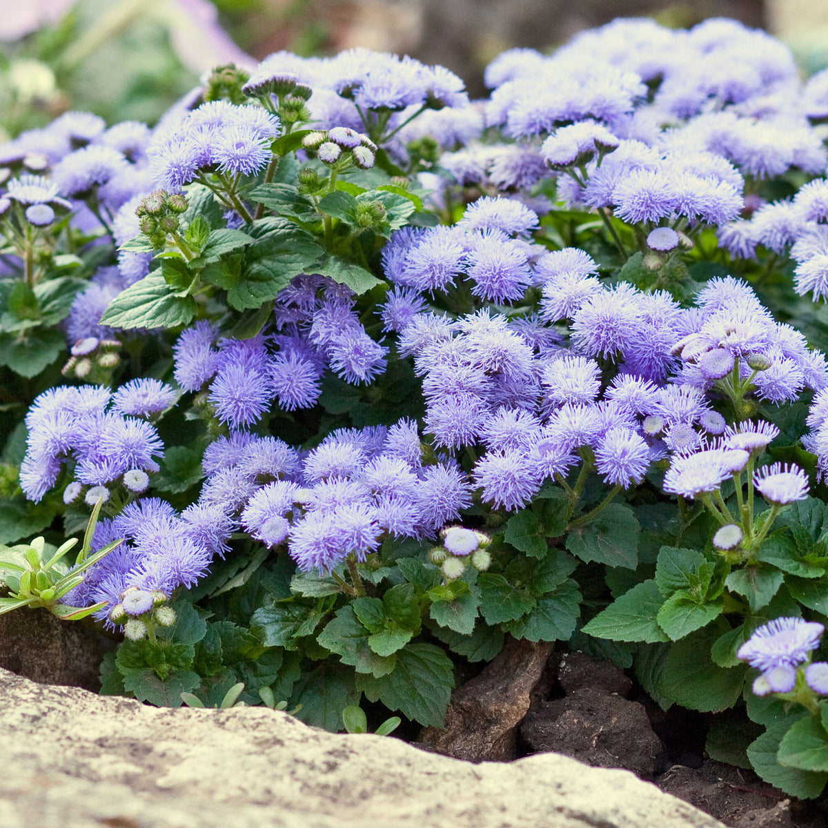 Ageratum blue - Blauwe Ageratum - Leverbalsem - Balkon- en terrasbloemen