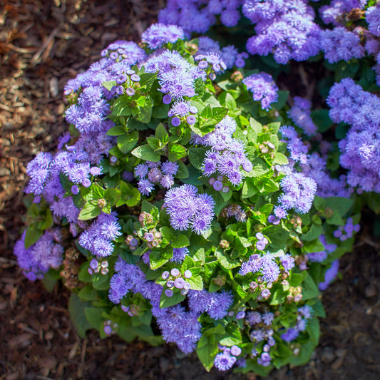Blauwe Ageratum  - Leverbalsem - Bakker