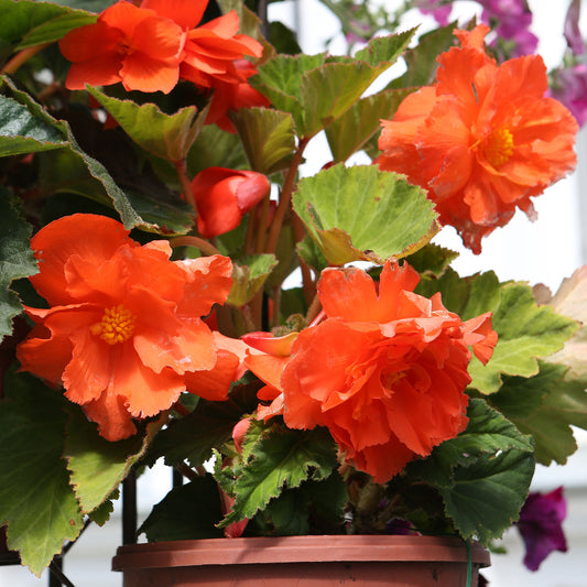 Oranje Knolbegonia - Bakker