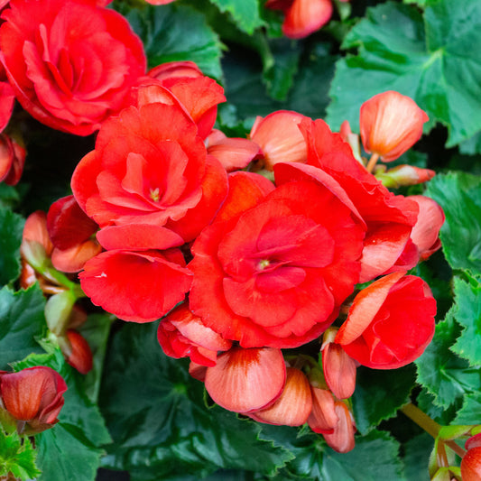 Rode Knolbegonia - Bakker