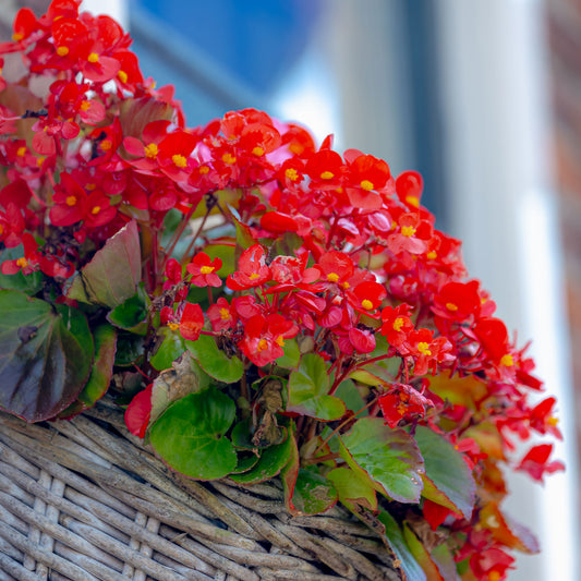 Rode waterbegonia - Bakker