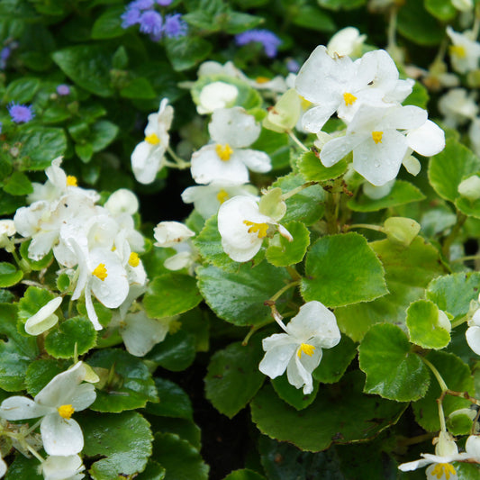 Witte waterbegonia - Bakker