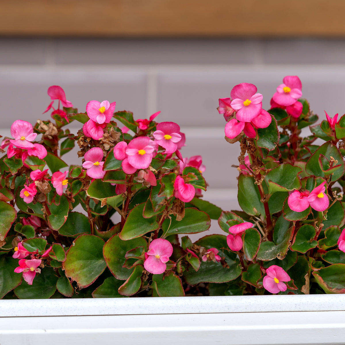 Roze waterbegonia - Bégonia semperflorens pink - Bakker