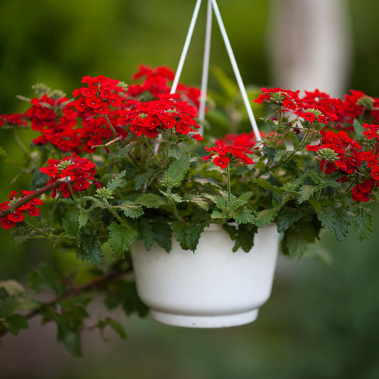 Rode hangende verbena - Ijzerhard - Bakker
