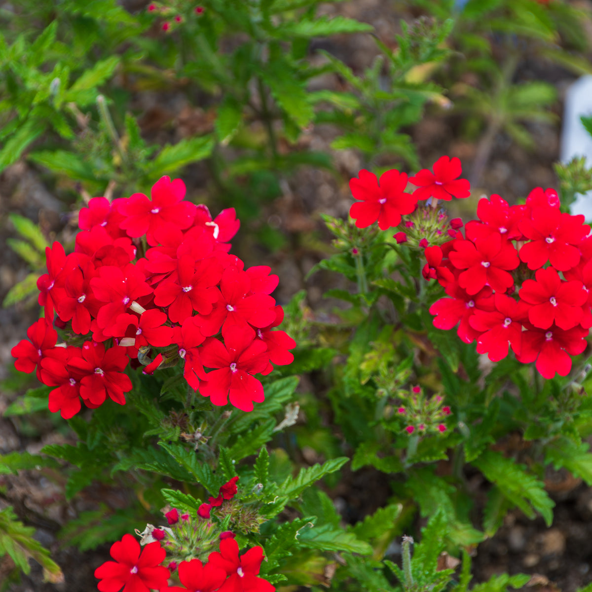 Verbena red - Rode hangende verbena - Ijzerhard - Balkon- en terrasbloemen