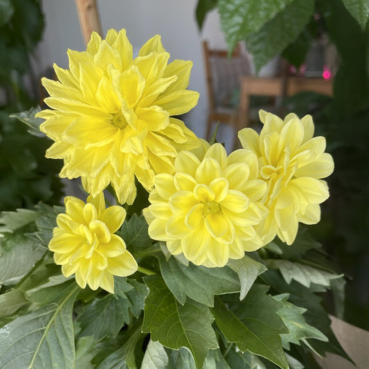 Gele Dahlia - Bakker