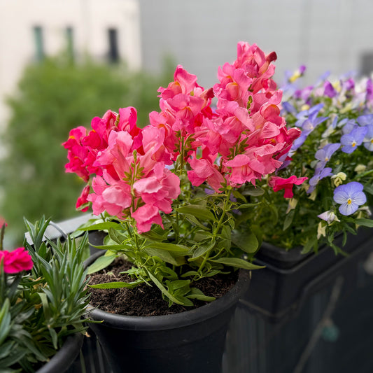 Roze Leeuwenbek - Bakker